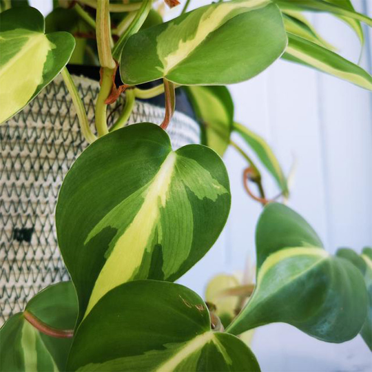 Philodendron Brasil, 6" Pot