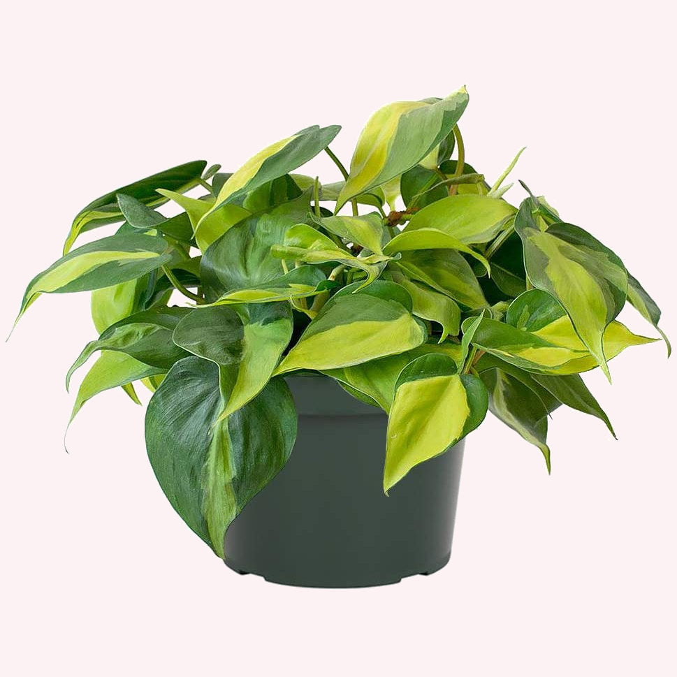 Philodendron Brasil, 6" Pot