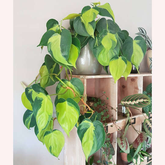 Philodendron Brasil, 6" Pot
