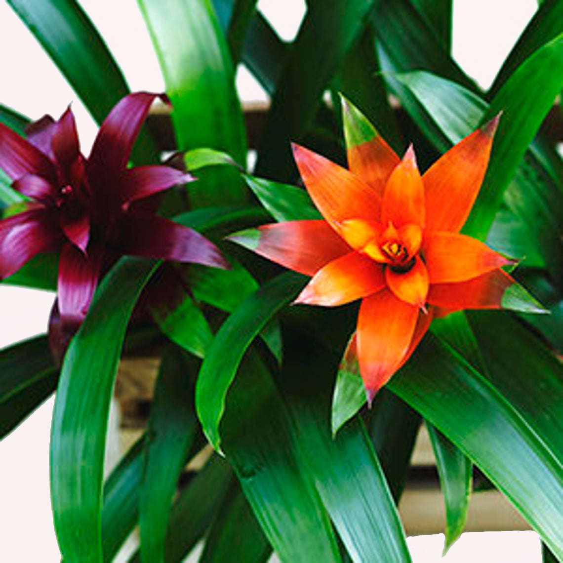 Purple and orange Bromeliad Guzmania flowers.