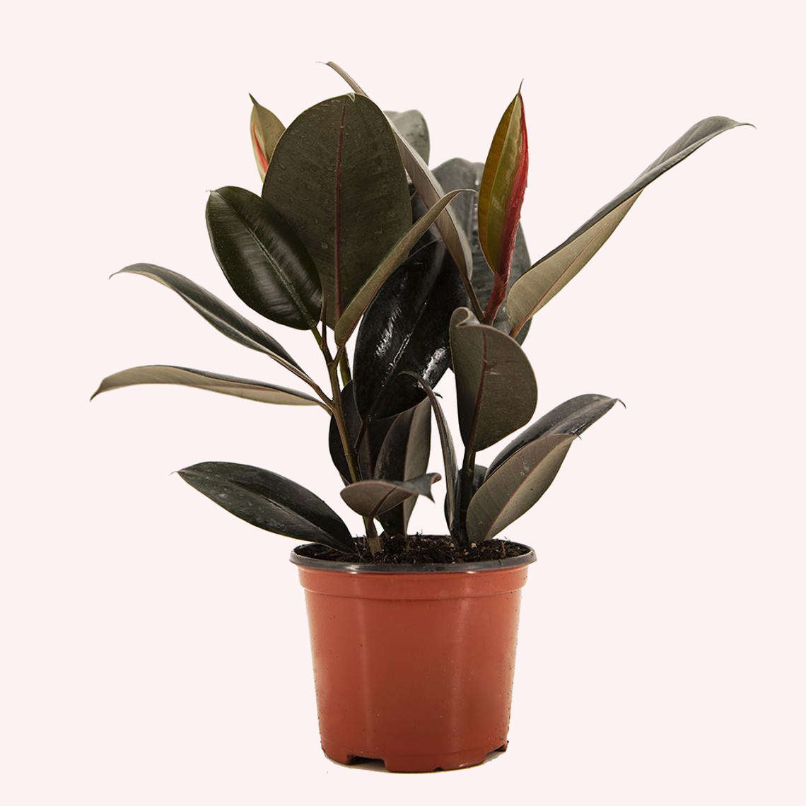 burgundy plant pots American Plant Exchange Burgundy Rubber Tree, Ficus Elastica 6" Pot, Bold And Stunning Black Houseplant