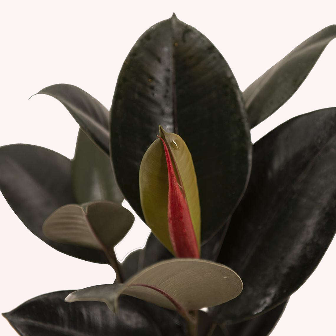 Burgundy Rubber Tree leaves.