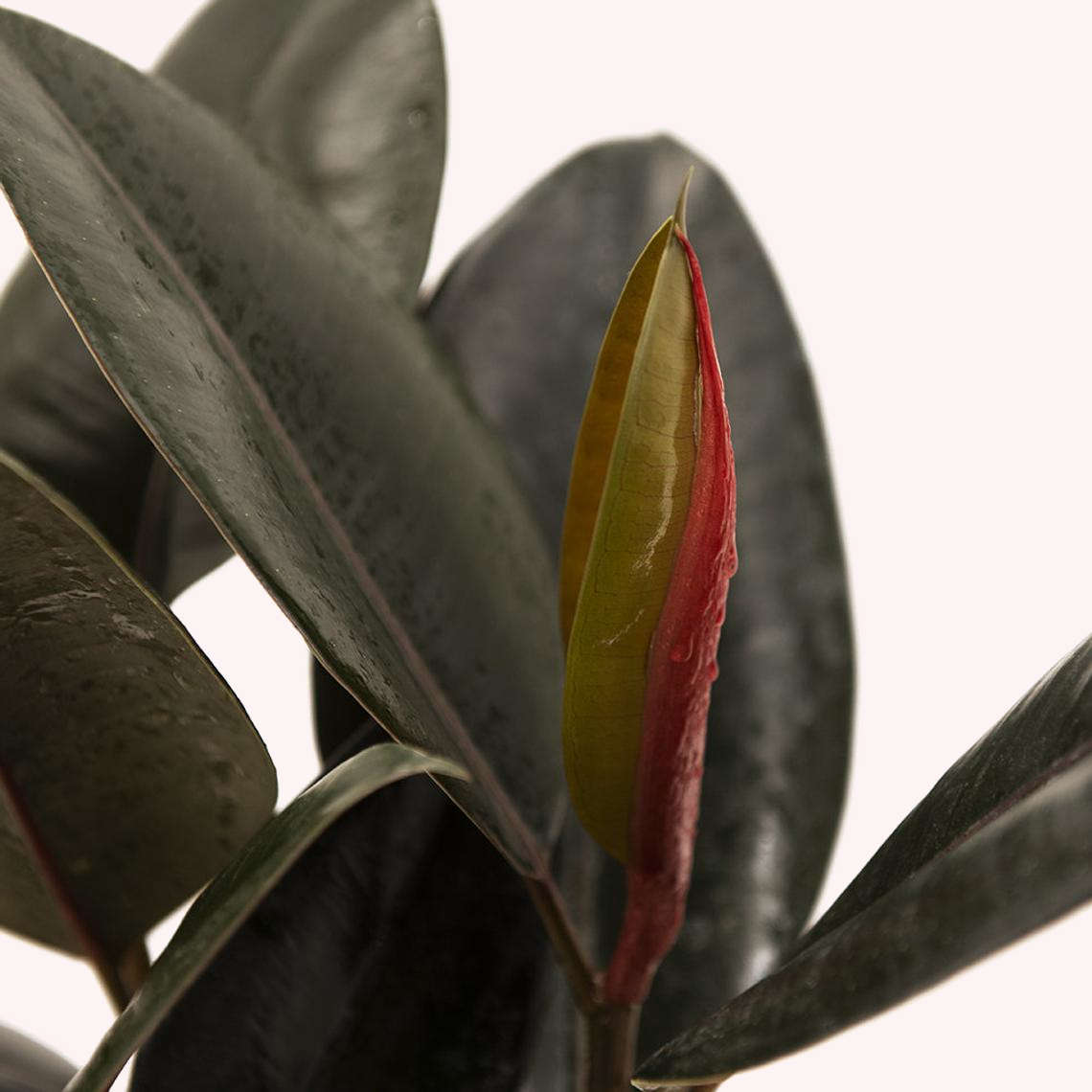 Burgundy Rubber Tree leaves.