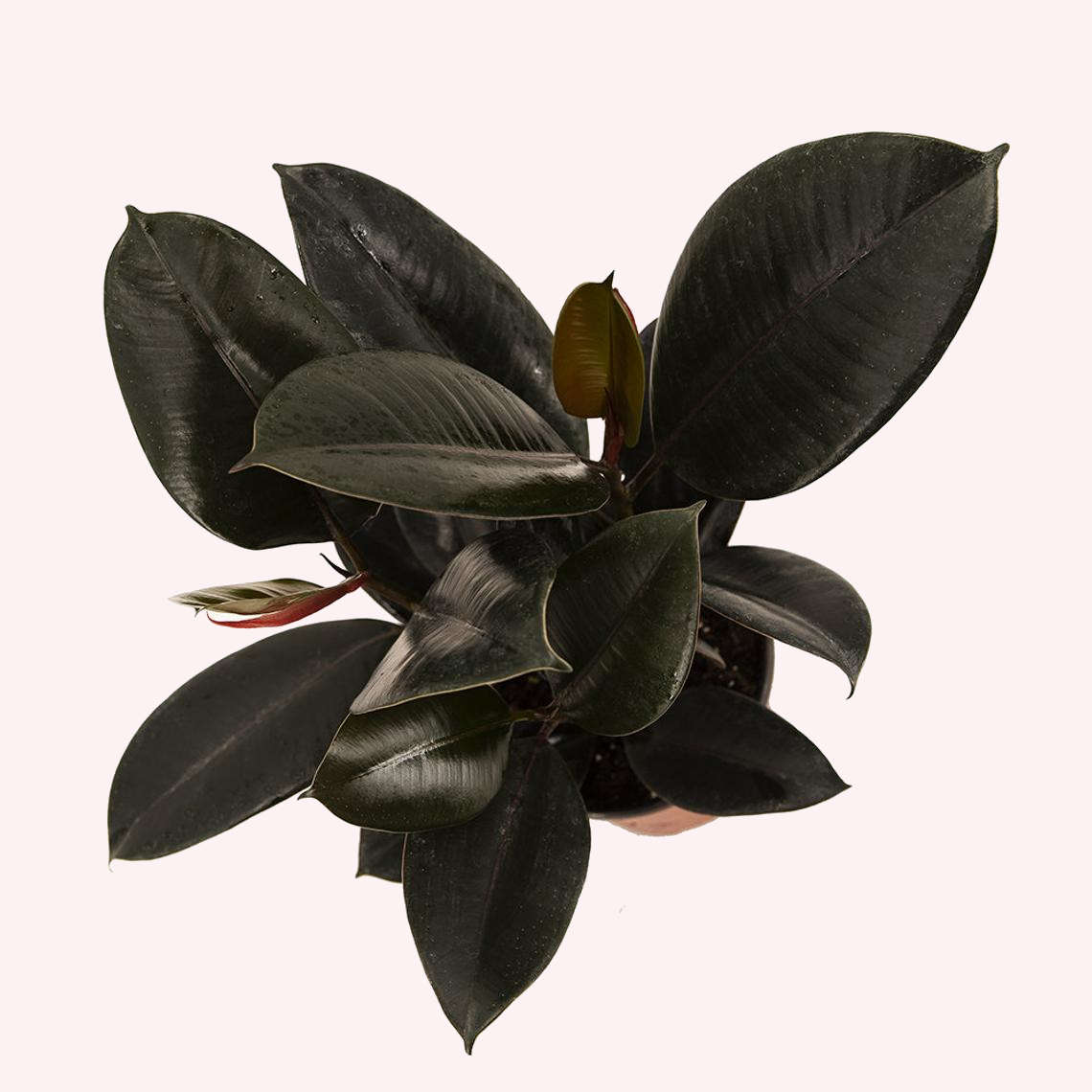 Burgundy Rubber Tree in a 6" pot.