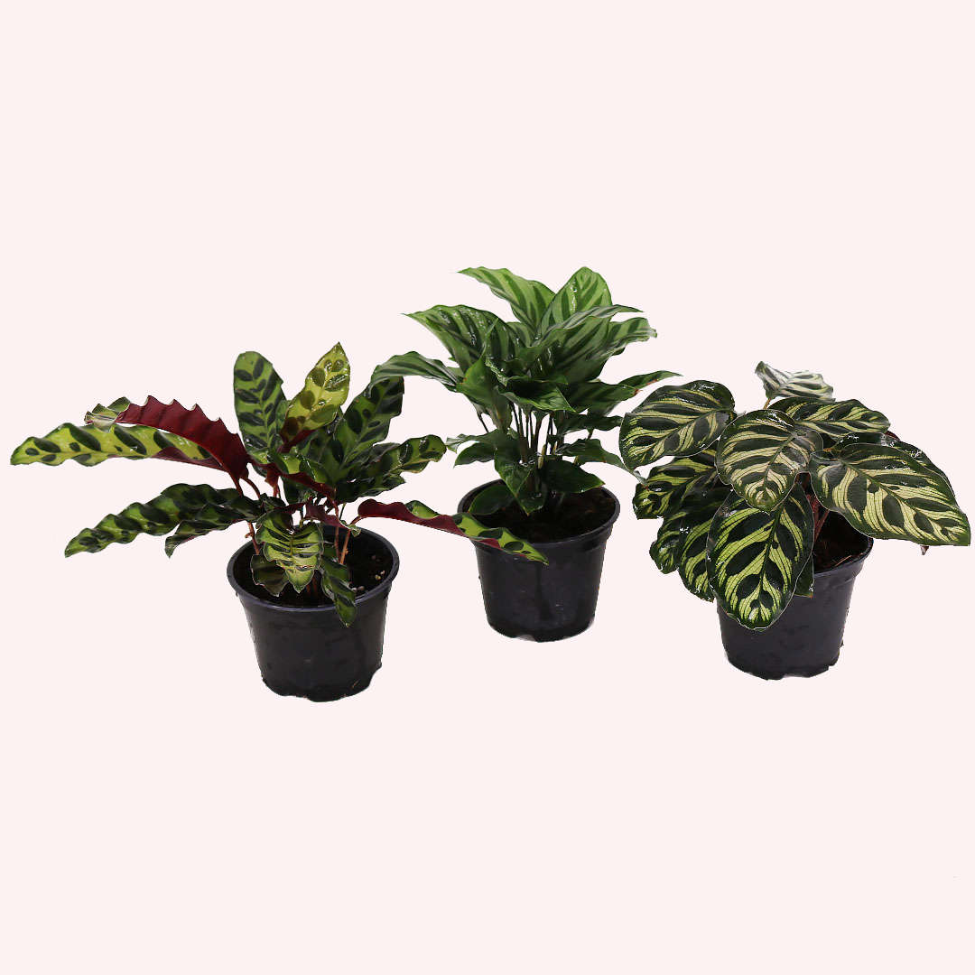 Assorted Calathea 3 Pack, 4" Pots
