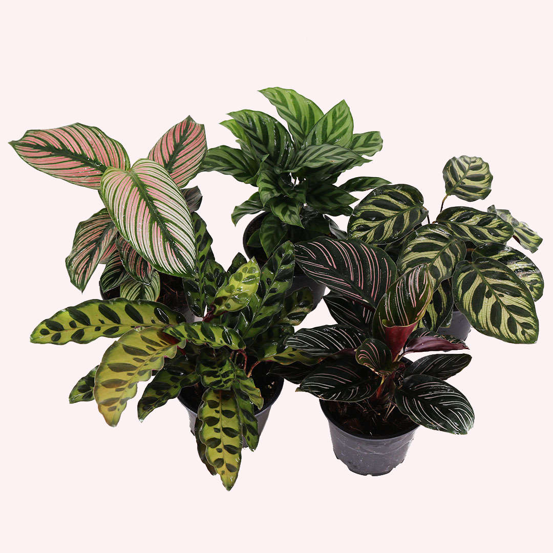 Assorted Calathea 3 Pack, 4" Pots