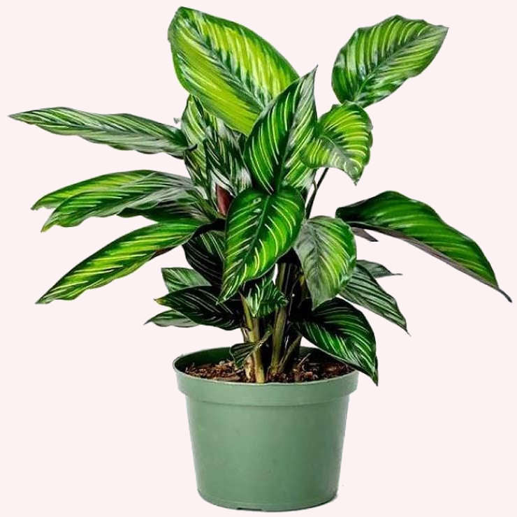 Calathea Beauty Star, 6" Pot