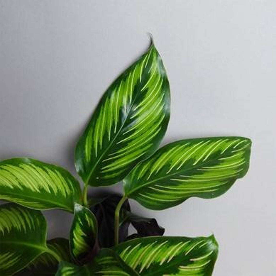 Calathea Beauty Star, 6" Pot