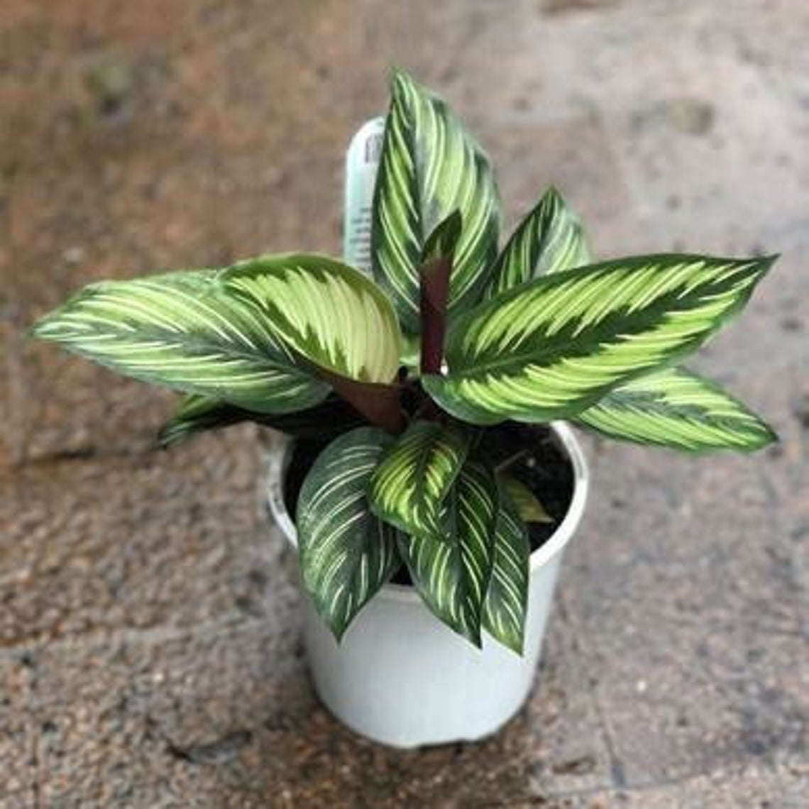 Calathea Beauty Star, 6" Pot