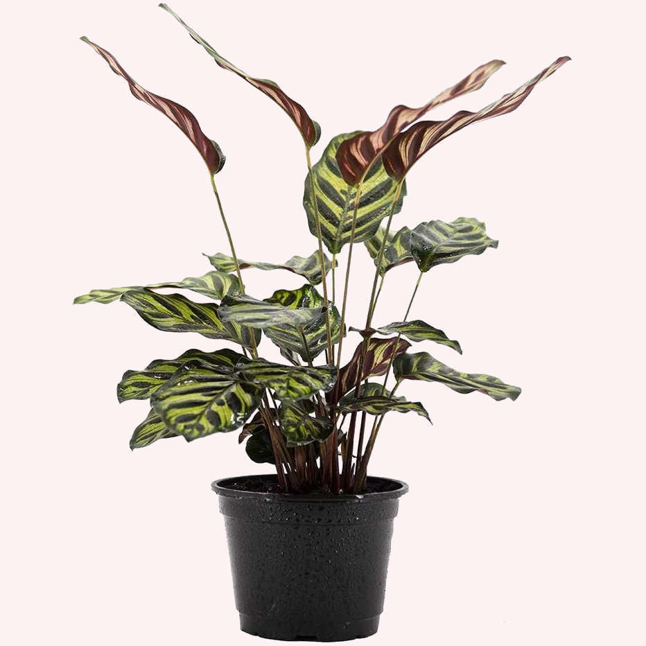 Calathea Makoyana in a 6" pot.