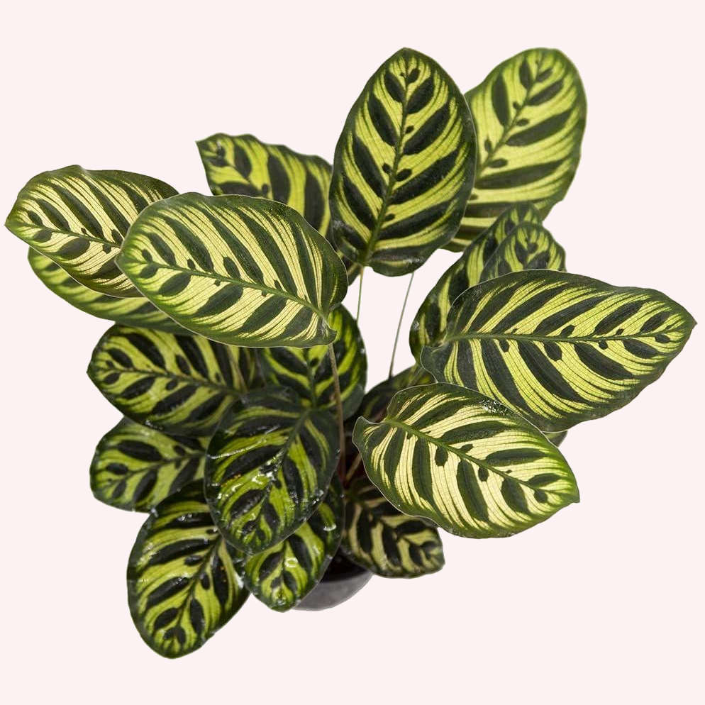 Calathea Makoyana in a 6" pot.
