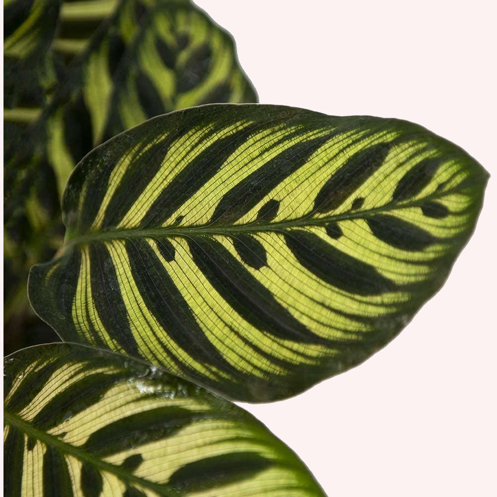 Calathea Makoyana plant leaves.