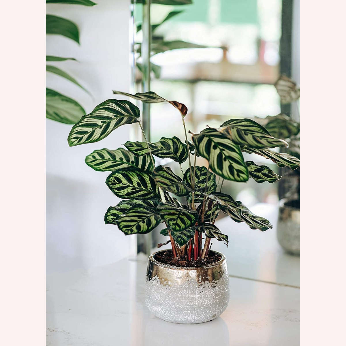 Calathea Makoyana in a 6" gray planter.