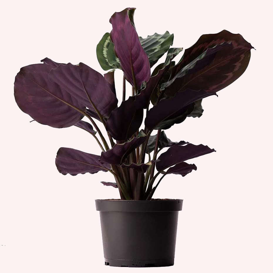 Calathea Medallion Peacock in a 6" pot.