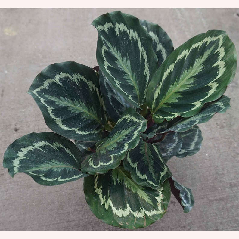 Calathea Medallion Peacock plant leaves.