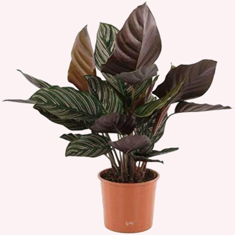 Calathea Ornata Pinstripe in a 6" pot.