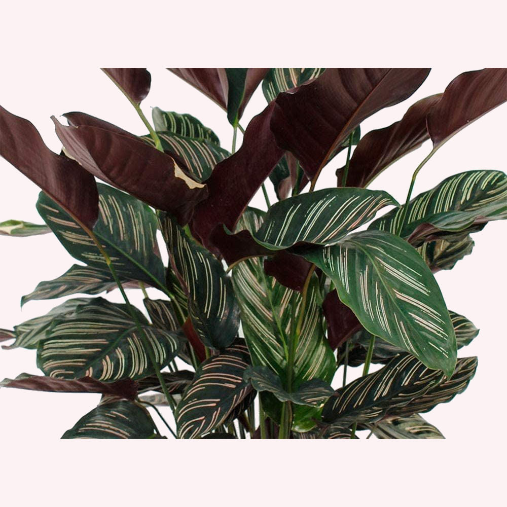 Calathea Ornata Pinstripe leaves.
