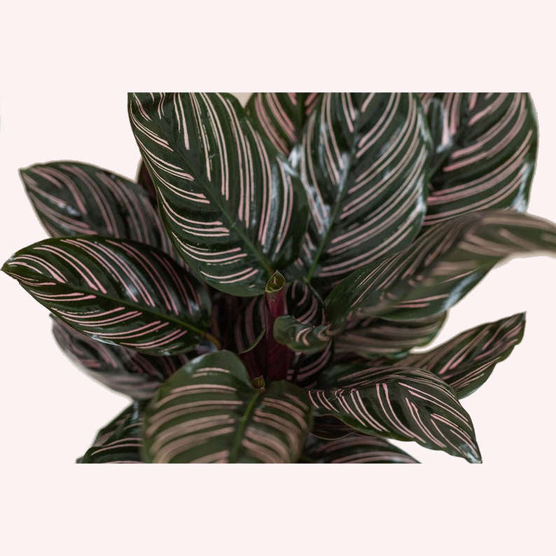 Calathea Ornata Pinstripe in a 6" pot.