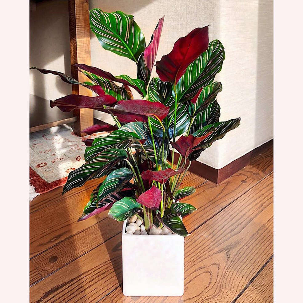 Calathea Ornata Pinstripe in a 6" white planter.