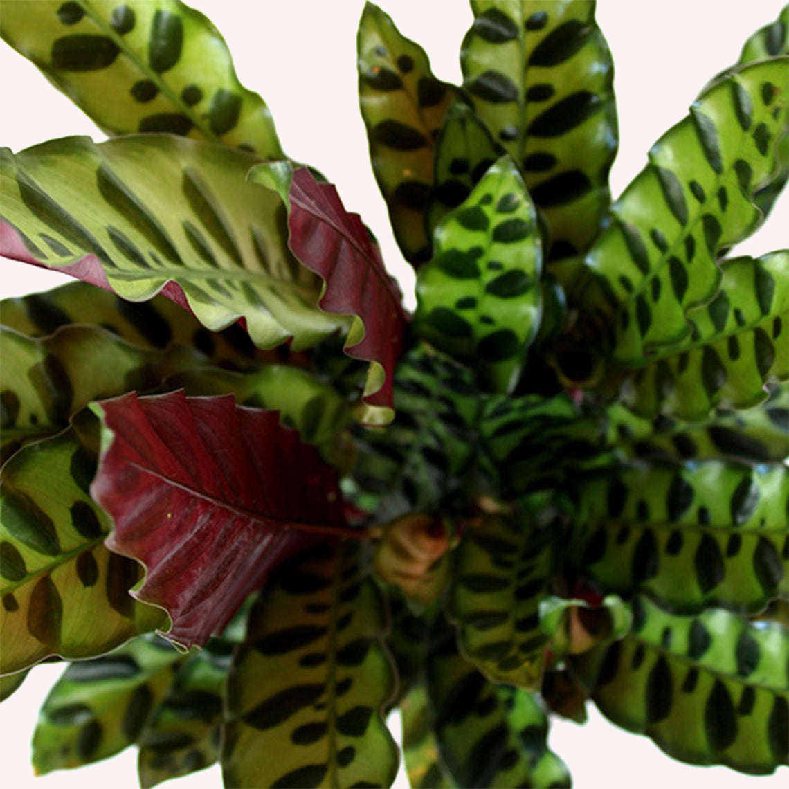 Calathea Rattlesnake leaves.