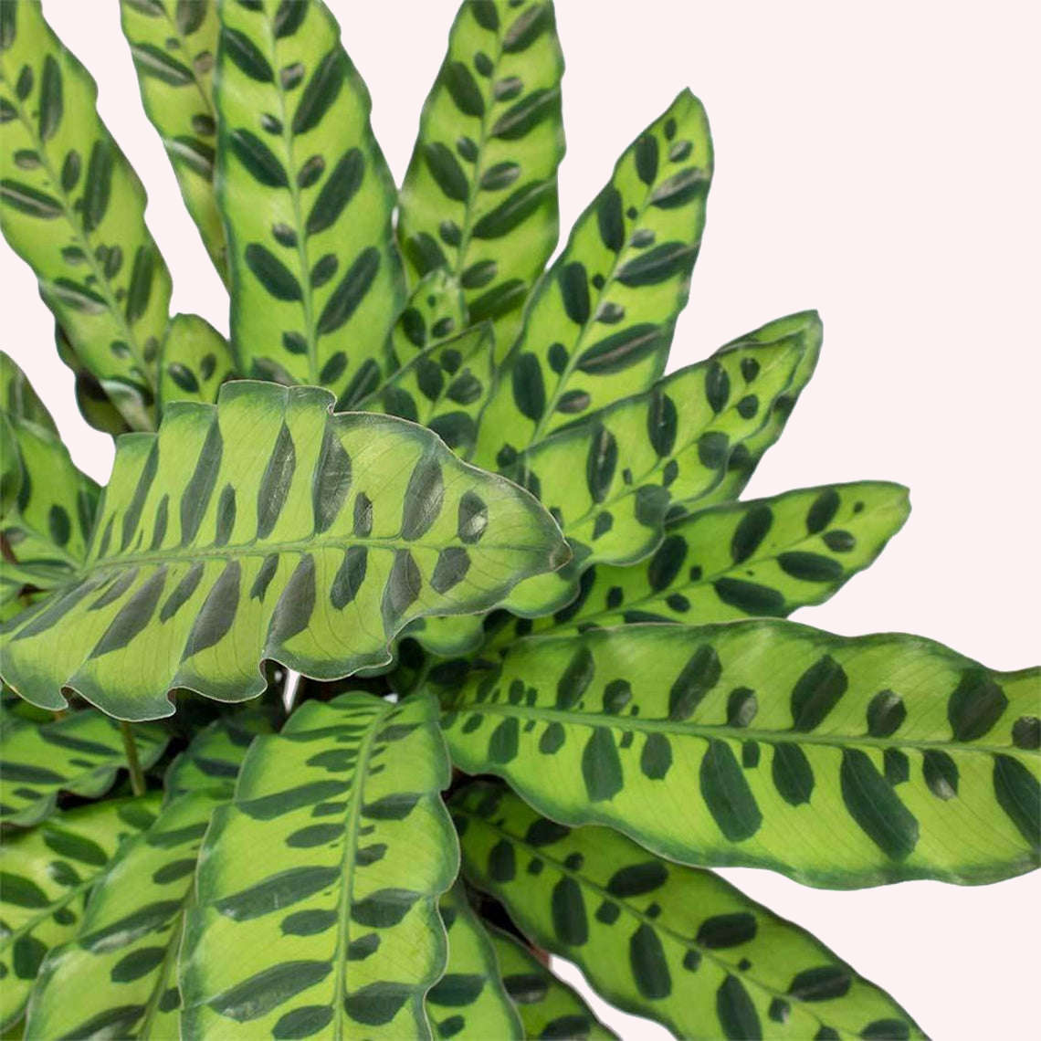 Calathea Rattlesnake leaves.