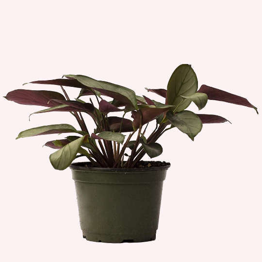 Calathea Silver Star Ctenanthe, 6" Pot