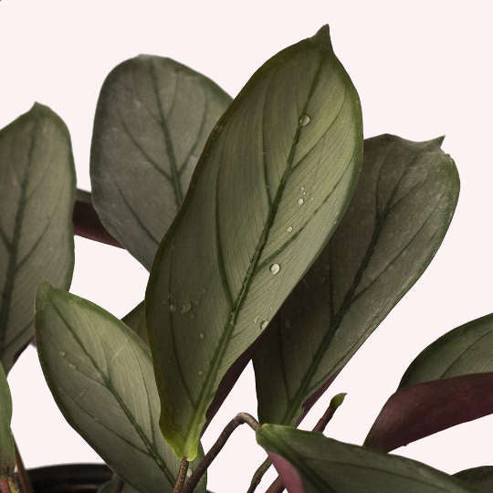 Calathea Silver Star Ctenanthe, 6" Pot