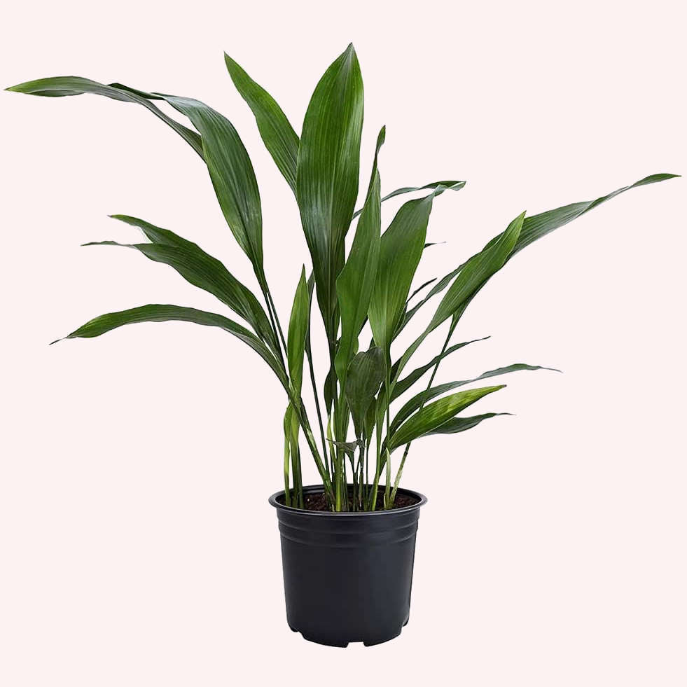 cast iron plant pots for sale Cast Iron Plant, 6" Pot