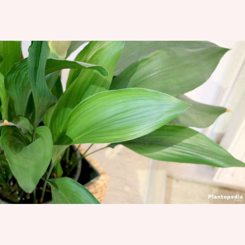 Cast Iron plant leaves.