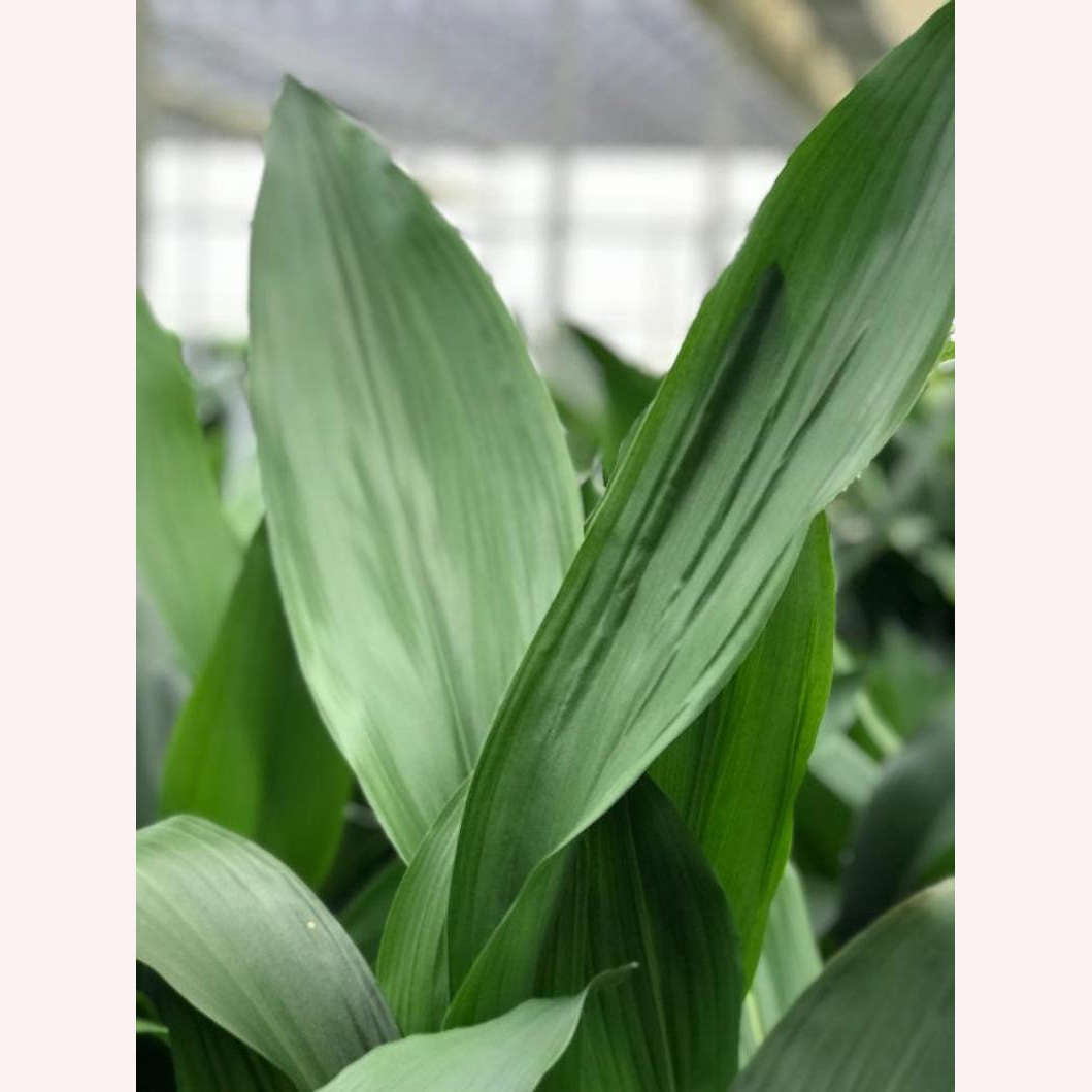Cast Iron plant leaves.