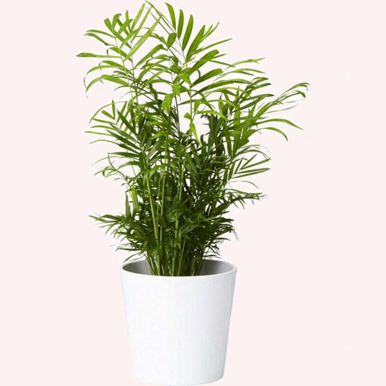 Victorian Parlor Palm in a 6" white planter.