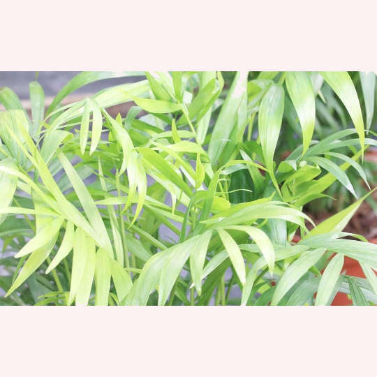 Victorian Parlor Palm leaves.