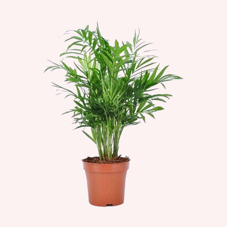 Victorian Parlor palm in a 6" terracota planter.
