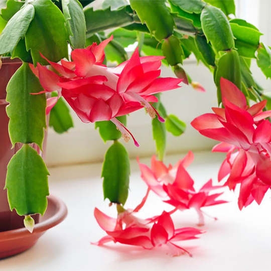 Christmas Cactus, 6" Pot, Stylish Pot Cover Included