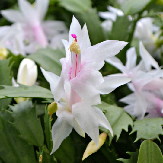 Christmas Cactus, 6" Pot