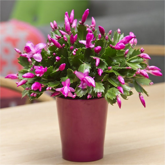 Christmas Cactus, 6" Pot