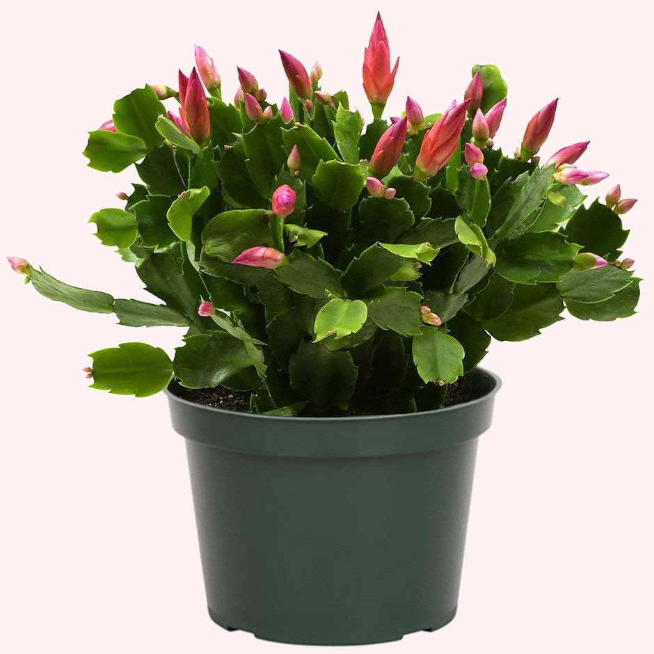 Christmas Cactus, 6" Pot