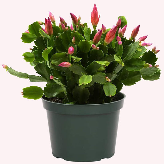 Christmas Cactus, 6" Pot