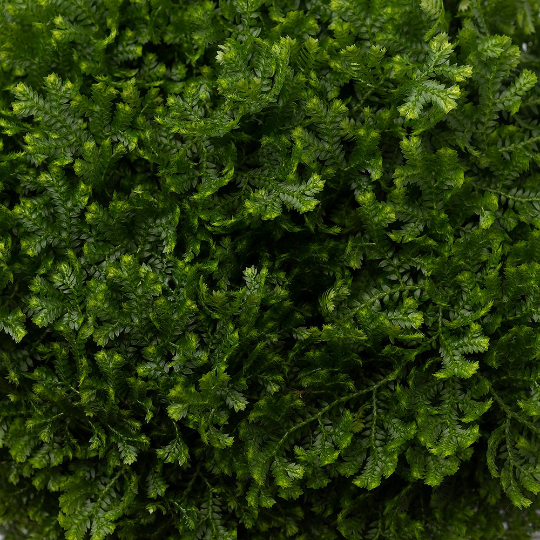 Club Moss Fern, 6" Pot