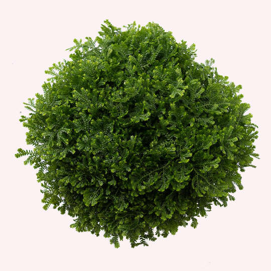 Club Moss Fern, 6" Pot
