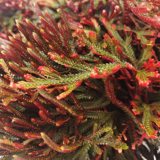 Club Moss Fern, 6" Pot