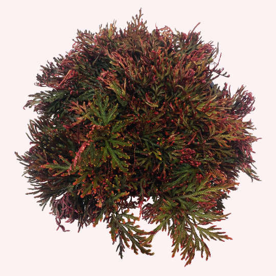 Club Moss Fern, 6" Pot