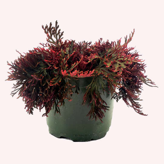 Club Moss Fern, 6" Pot