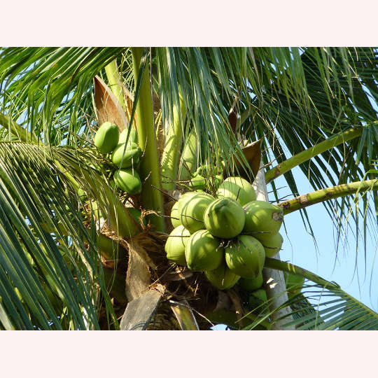 Coconut Palm Tree, Dwarf Malaysian Green, 6" Pot