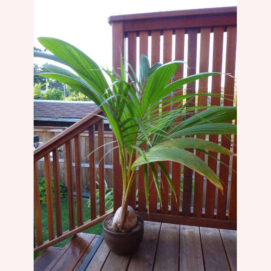 Coconut Palm Tree, Dwarf Malaysian Green, 6" Pot