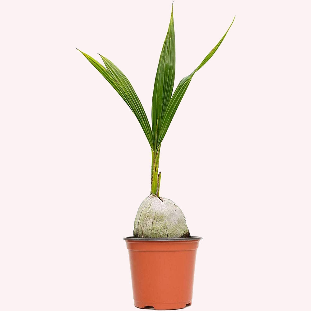 Coconut Palm Tree, Dwarf Malaysian Green, 6" Pot