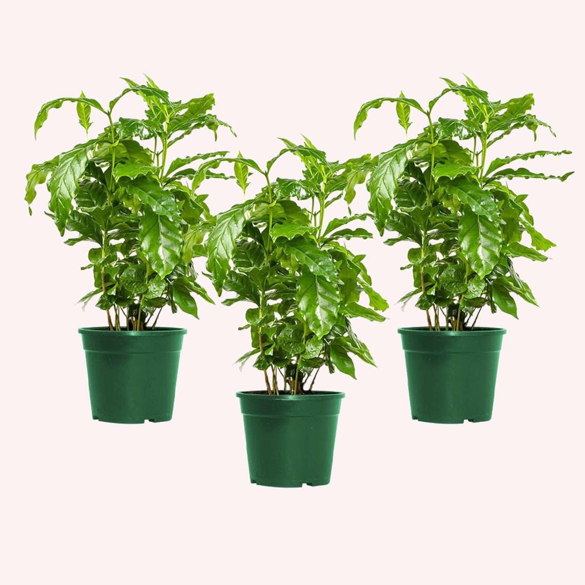 Arabica Coffee, 3 Pack 4" Pots