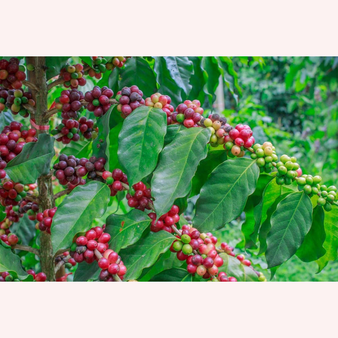 Arabica Coffee, 3 Pack 4" Pots