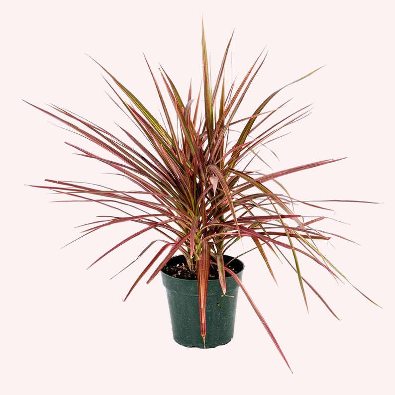 Dracaena Colorama in a 6" pot.