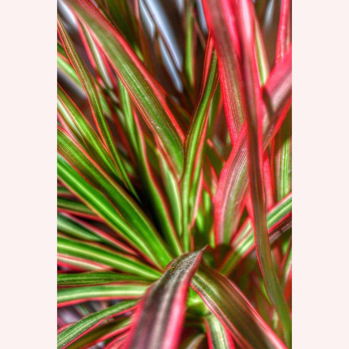 Dracaena Colorama leaves.